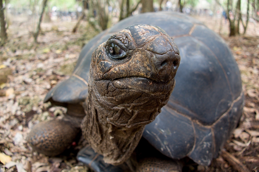 Turtle In Prison Island Reservation